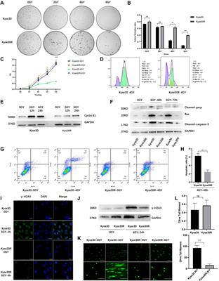 A Circ-0007022/miR-338-3p/Neuropilin-1 Axis Reduces the Radiosensitivity of Esophageal Squamous Cell Carcinoma by Activating Epithelial-To-Mesenchymal Transition and PI3K/AKT Pathway